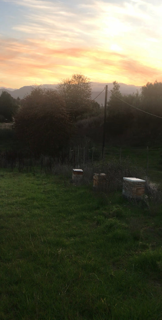 Marigold Honey Update
