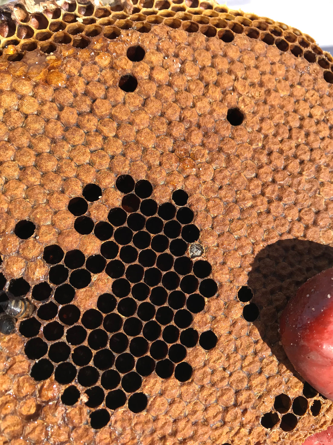 Removing bees from a tire