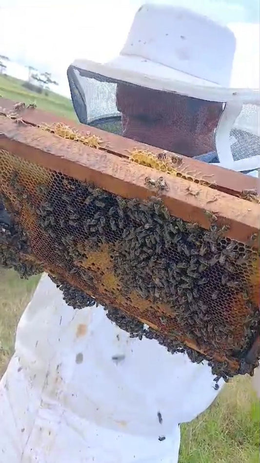 Inspecting our split and catch boxes